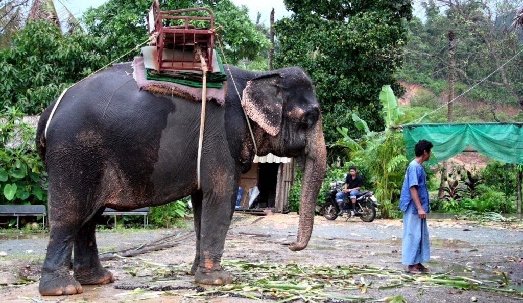 bildet viser en elefant med "ridesal"
